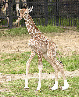 The Scoop: Baby Giraffe With Rare Medical Condition Dies
