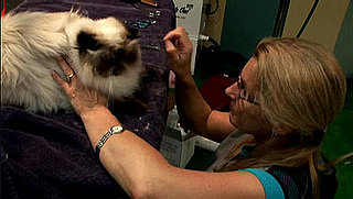 Groomer Has It Recap: "Meowza!"
