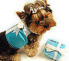 Tiffany's, Sniffany's – Your Pup Deserves It All!