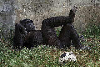 Are Human Rights For Non-Humans Too?
