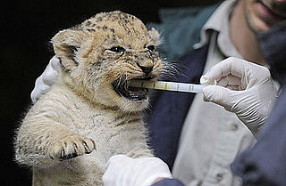 Adoro Baby Lion Gets Anthelmintic Therapy!