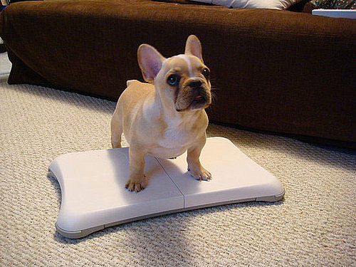 Growing Up Samson: Even Puppies Love Wii Fit!