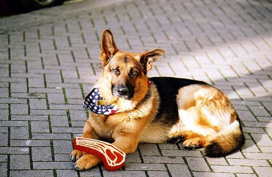 Oscar, the "Met Bar Dog" Passes Away in London Oscar, the "Met Bar Dog" Passes Away in London