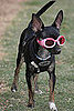 Peanut: Pet of the Day