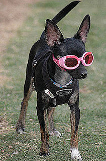 Peanut: Pet of the Day