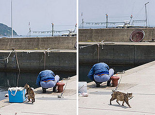 Fresh Fish For Kitty?