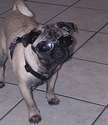 Street Team: Doggles
