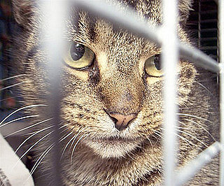What's Your Take: Did JFK Cats Receive a Death Sentence?