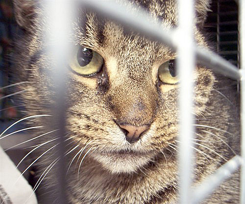 What's Your Take: Did JFK Cats Receive a Death Sentence?