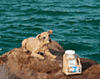 Klay-9 Clay Mask for Dogs: Spoiled Sweet or Spoiled Rotten?