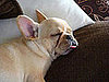 Do Tell: Do Your Pets Keep You Up at Night?