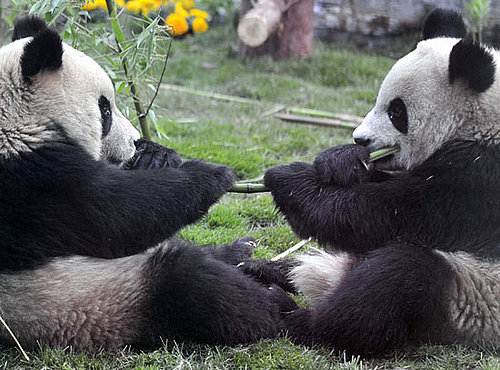 Super Cute Gallery: Panda Plane Touches Down in Beijing