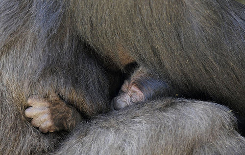Guess What Animal?