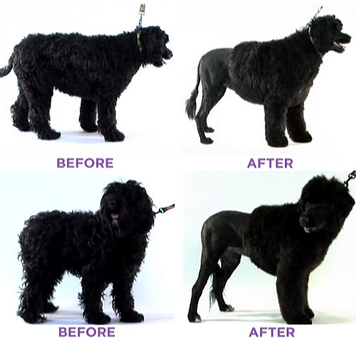 Groomer Has It Recap: "Knowing Your Dog"