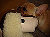 Growing Up Samson: This Puppy Says Bite Meez!