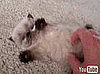 Cute Alert: 4-Week-Old Himalayan Kitten Fuzzball