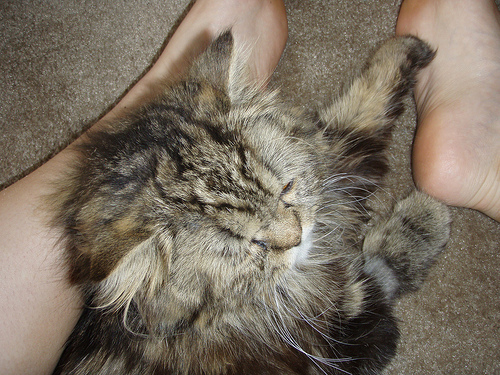 Tolstoy and Pushkin: Pets of the Day Tolstoy and Pushkin: Pets of the Day