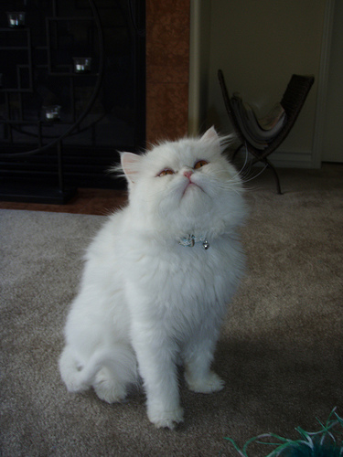 Tolstoy and Pushkin: Pets of the Day Tolstoy and Pushkin: Pets of the Day