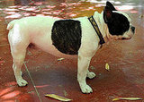 Meet Moujik, Pup of the Late Yves Saint Laurent