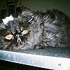 Oliver: Pet of the Day