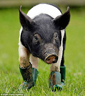 This Little Piggy Has Mysophobia