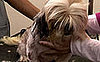 Groomer Has It Recap: "Rags to Riches"