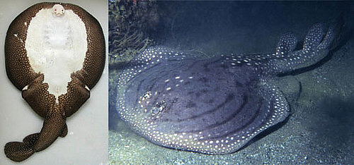 Ornate Sleeper Ray Ornate Sleeper Ray