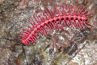 Shocking Pink Dragon Millipede Shocking Pink Dragon Millipede