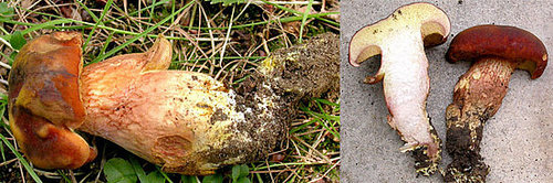 Mushroom From Silwood Campus Mushroom From Silwood Campus