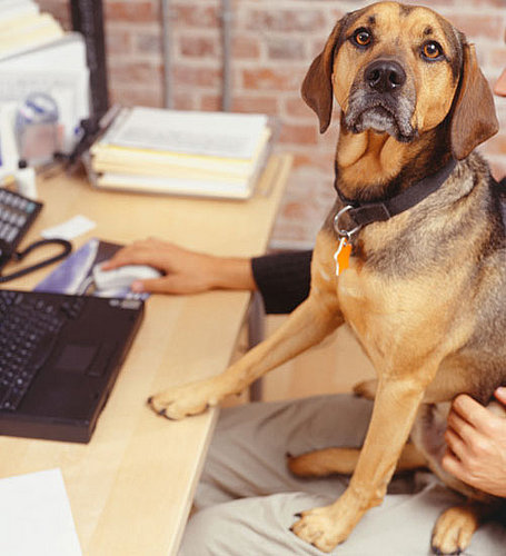 Is Your Office Celebrating Take Your Dog to Work Day?
