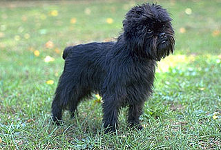 Results: Dog Breeds That Make You Giggle!