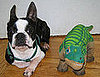 "Boston Terror" Chronicles: North vs. the Pleo