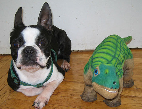 "Boston Terror" Chronicles: North vs. the Pleo