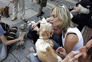 Do Tell: How Much Thought Did You Give to Dog Breed?