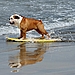 Surf Dogs Rule... Show Dogs Drool
