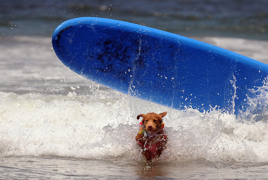 Watch Out for the Longboard, Short Dog
