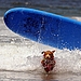 Watch Out for the Longboard, Short Dog