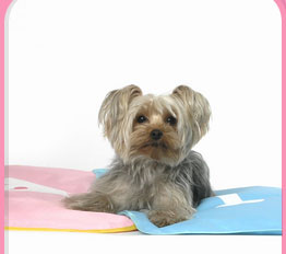 Pampered Pals: iCool Pet Mats