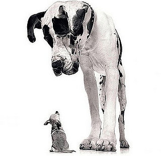 Big Dogs or Small Dogs?