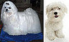 Do You Switch Up Your Pet's Hairdo For Summer?