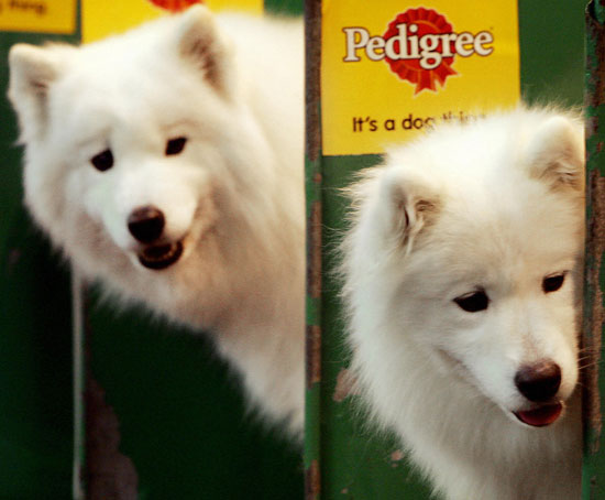 Guess What Breed?