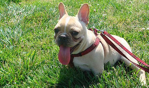 Mythbuster: Droopy Dog Tongues Don't Always Denote Thirst