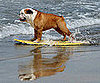 Surf's Up, Dogs!