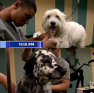 The Season Finale of "Groomer Has It" on Animal Planet: Who Won?