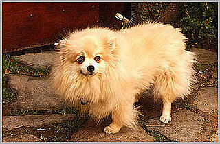 Memories of Minnie: Sharon Osbourne's Pom Passes