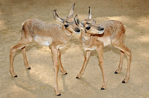 Meet the First Peninsular Pronghorns Ever Born at a Zoo! 