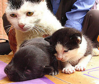 The Scoop: Cat Gives Birth to a Dog!