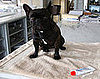 Celeb Tip: Martha Stewart Uses Traumeel on Frenchies