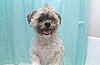 I Need Your Help . . . Fleas AND Ticks!