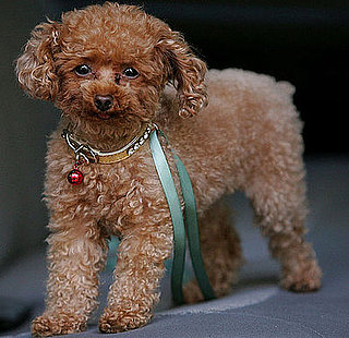 Does Blake Lively Think Penny's a Cat?